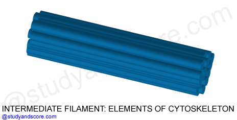 intermediate filaments, cytoskeleton, structure and function, organelles, microtubules, actin filaments